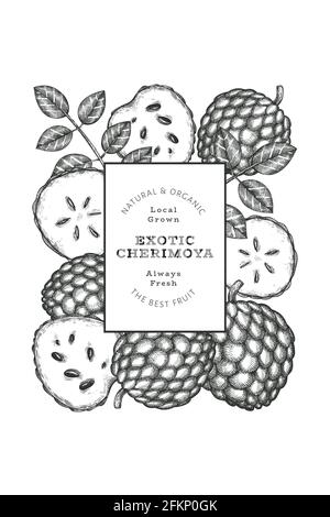 Hand drawn sketch style cherimoya banner. Organic fresh fruit vector illustration. Engraved style botanical design template. Stock Vector