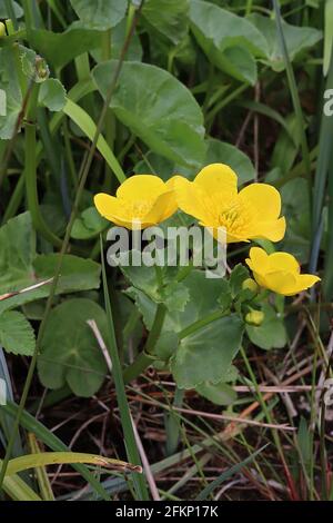 Caltha palustris  Marsh marigold – deep yellow flowers and large rounded leaves,  May, England, UK Stock Photo