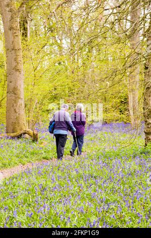 Elderly couple walking through Bluebell Hyacinthoides non-scripta  covered woodland in the English springtime in Derbyshire England Stock Photo