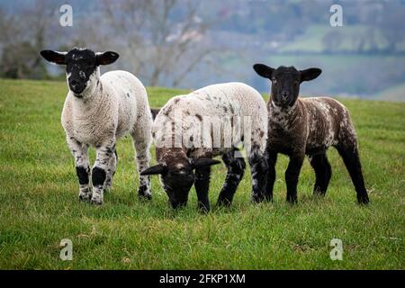 Three lambs in a May spring meadow with one grazing Stock Photo