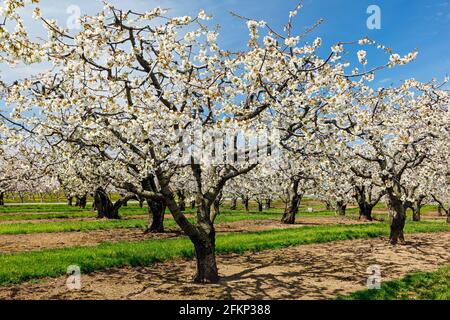 Canada, Ontario, Niagara on the Lake, Cherry trees orchard in blossom  in spring time. Stock Photo