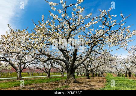 A cherry tree orchard in spring time bloom Stock Photo