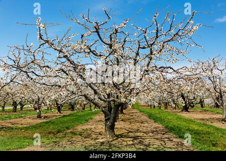 A cherry tree orchard in spring time bloom Stock Photo