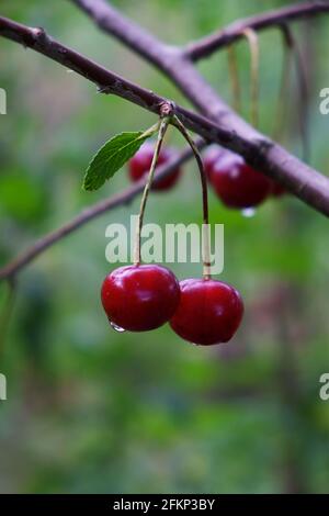 Two ripe cherries with dew drops hang on a branch, close-up. Ripe juicy berries on a blurred background. Stock Photo