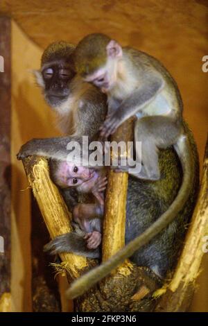 Vervet Monkeys - Born Free