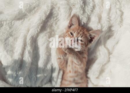Sleeping fluffy ginger cat. Sleepy tomcat on white soft bedspread. Home pets. Animal care. Place for text. Stock Photo