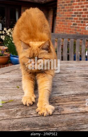 Ginger cat with claws out taking a stretch, Upper Wield, Alresford, Hampshire, UK Stock Photo