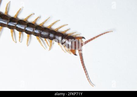 Common Indian Centipede teeth closeup stock photo in white background Stock Photo