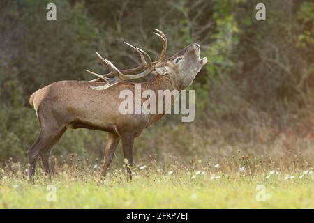 Red deer roaring on meadow in autumn rutting season Stock Photo