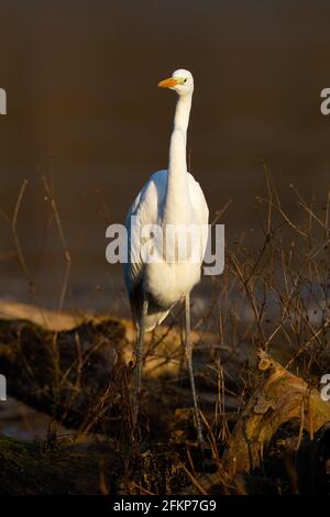 Great egret walking on fallen tree in vertical shot Stock Photo