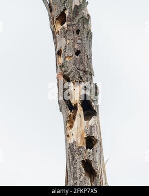Northern Flicker working on its nest in the cavity of a large tree with numerous holes from woodpeckers Stock Photo