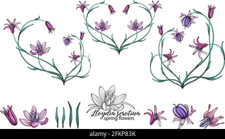 vector set of delicate spring flowers. Flowers. Spring flowers. Heart of flowers. Stock Vector