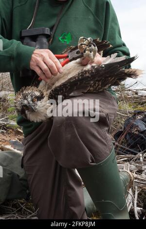 Osprey (Pandion haliaetus) chick being ringed by Forestry Commission ...