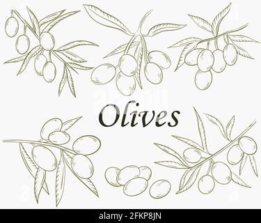 Set of branches with olives, sketch. Vector. Hand drawing. Stock Vector