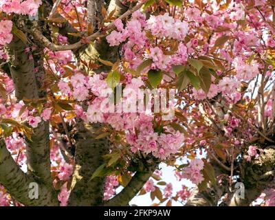 Cherry tree with pink blossom in spring Stock Photo