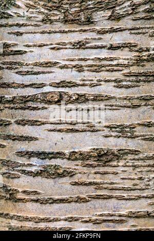 Horizontal Black Birch slit pattern on the tree bark (Maulden Wood, Bedfordshire, UK) Stock Photo