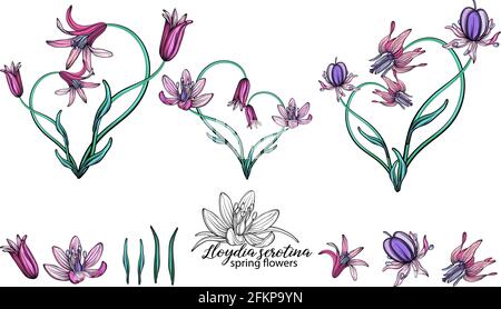 vector set of delicate spring flowers. Flowers. Spring flowers. Heart of flowers. Stock Vector