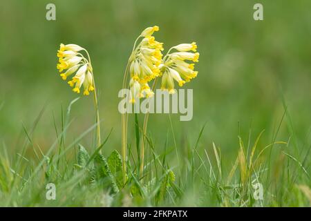 A group of common cowslips (Primula veris) on a meadow, early spring in Austria Stock Photo