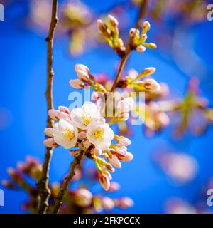 First blooms of Yoshino Cherry Tree in spring Stock Photo
