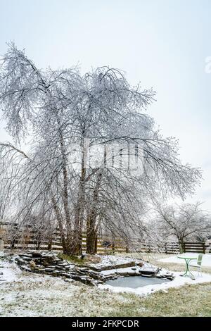 Ice-covered river birch over a frozen koi pond in rural Kentucky Stock Photo
