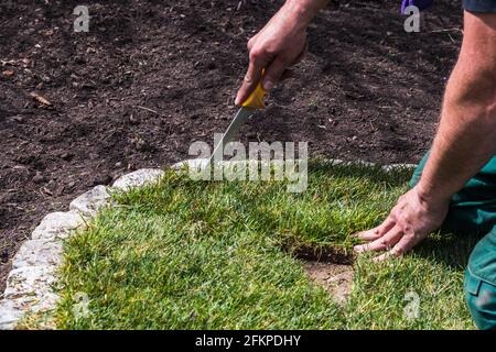 Man cutting the edge of the freshly laid turf Stock Photo