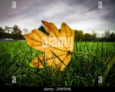 Backlit broad leaf from Acer Campestre on the grass in a park Stock Photo