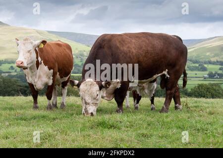 Pedigree Herford bull out in pasture with his herd of cattle. Cumbria, UK. Stock Photo