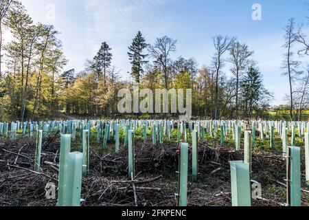 Reforestation in mixed forest with pipe support for the young trees Stock Photo