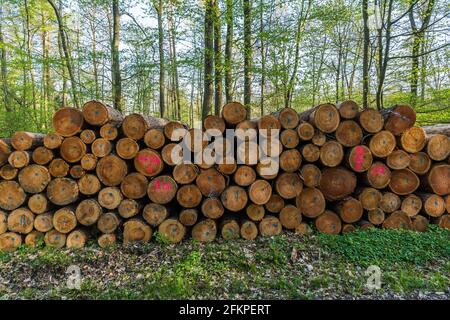 Stacked tree trunks in a mixed forest on a sunny day in springtime Stock Photo
