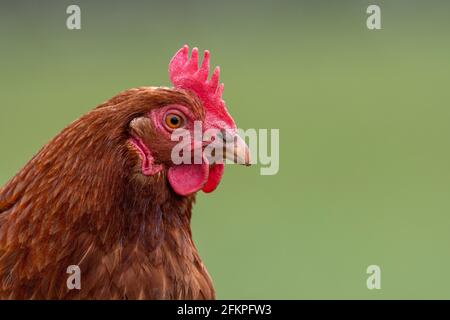 Free range hen roaming smallholding in the Yorkshire Dales, UK. Stock Photo