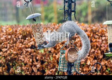 Grey Squirrel  Sciuridae  feeding taking food from a bird feeder in an English garden Stock Photo