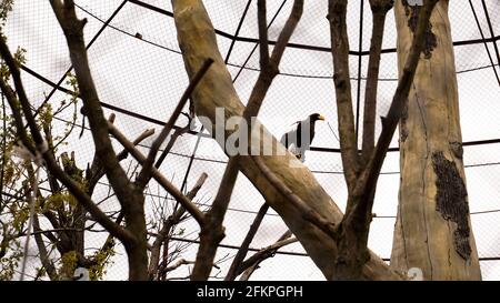 White-tailed eagle in a zoo cage. Aviary for birds with trees. A bird sitting on a branch Stock Photo