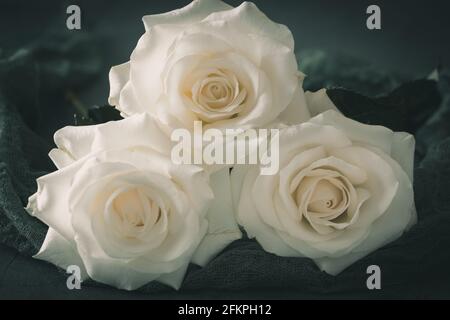 Three white roses blossoms on green background. Symbol for love and happiness, but also for mourning. Stock Photo