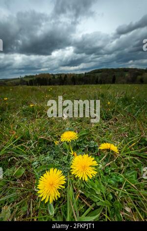 Chorleywood, UK.  3 May 2021.  UK Weather: Dandelions in a field as ominous grey clouds gather over Chorleywood House Estate, Hertfordshire on May’s early Bank Holiday Monday.  The forecast is for conditions to worsen with heavy rain and strong winds towards the end of the day.  Credit: Stephen Chung / Alamy Live News Stock Photo