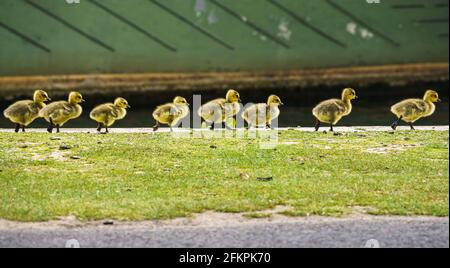 03 May 2021, Hessen, Frankfurt/Main: Eight chicks of Canada geese are marching in a row along the bank of the Main. Behind them, a part of the rafter bridge can be seen. Photo: Frank Rumpenhorst/dpa Stock Photo