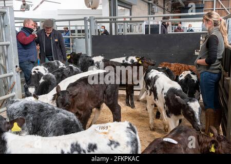 Farmer selling young calves at a livestock auction mart, Cumbria, UK. Stock Photo
