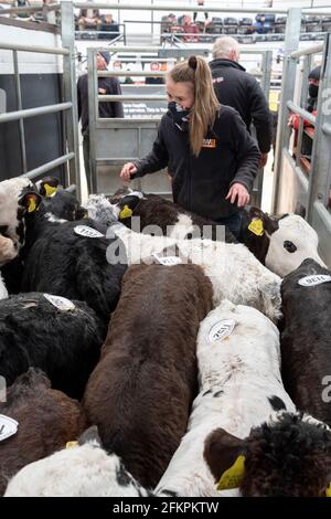 Farmer selling young calves at a livestock auction mart, Cumbria, UK. Stock Photo