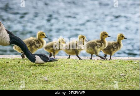 03 May 2021, Hessen, Frankfurt/Main: While a parent (l) hisses and clears the way, Canada goose chicks march in a line along the banks of the Main. Photo: Frank Rumpenhorst/dpa Stock Photo