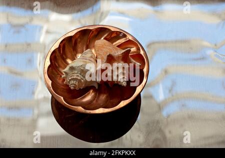 Two seashells on a copper dish with vivid background Stock Photo