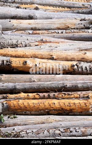 Stacked tree trunks lie to dry in the forest. Forestry. Wooden backgrounds Stock Photo