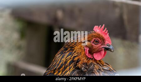 Free range hen roaming smallholding in the Yorkshire Dales, UK. Stock Photo