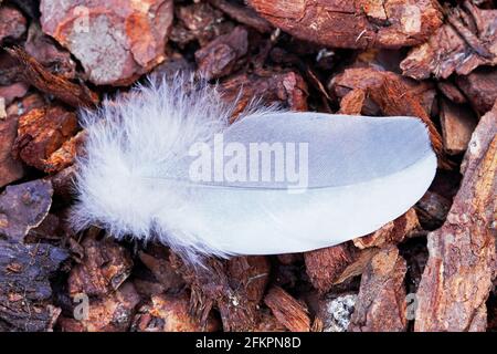 A white feather on a brown background. Close up of a pigeon feather. Details of a bird feather. Light and soft. Pine bark as a substrate. Stock Photo