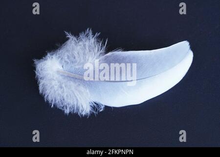 A white feather on a black background. Close up of a pigeon feather. Details of a bird feather. Lightweight and soft. Stock Photo