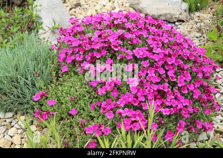 Aubrieta flowers in bloom in garden rockery Stock Photo