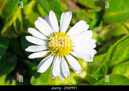 Small daisy in close-up on a green meadow. Flower with white petals and yellow pollen. Bellis perennis Stock Photo