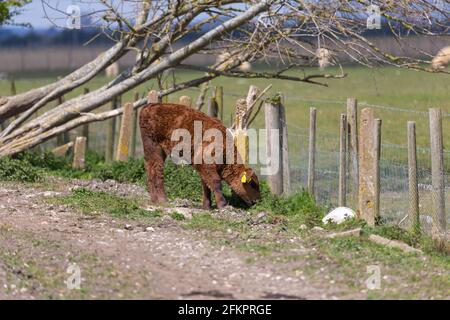 Cows in a field, lydd, kent, uk Stock Photo