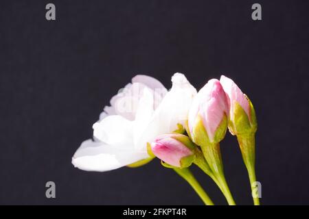 Fine pink flowers of the Japanese flowering cherry. Blooming tree in spring. Cherry blossom of a fruit tree. Prunus serrulata. Background with flowers Stock Photo