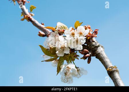 White cherry blossoms in spring. Blue sky in the background. Close-up of blooming fruit tree. Stock Photo