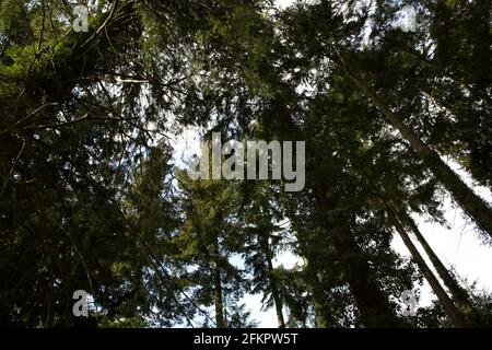 Looking up at the trees in the forest Stock Photo