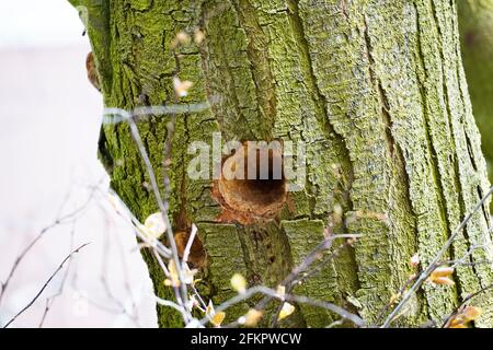 Woodpecker cave in a tree trunk. Woodpecker nest. Nest of a bird in a trunk. Stock Photo
